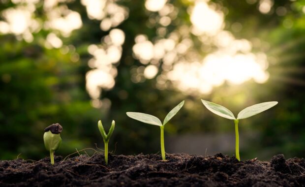 An image of plants slowly sprouting out of the soil into bigger plants, with the light shining through trees in the background.